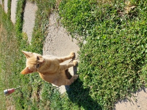 Donez pui de pisica! - imagine 4 Donez pui de pisica! - imagine 4