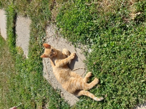 Donez pui de pisica! - imagine 3 Donez pui de pisica! - imagine 3