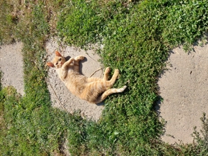 Donez pui de pisica! - imagine 5 Donez pui de pisica! - imagine 5