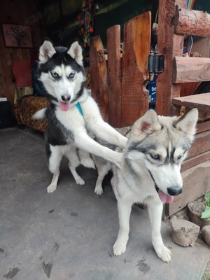 Husky siberian femela foarte cuminte și iubitoare - imagine 2 Husky siberian femela foarte cuminte și iubitoare - imagine 2