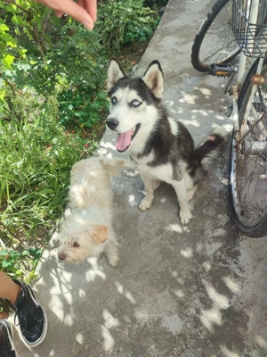 Husky siberian femela foarte cuminte și iubitoare - imagine 3 Husky siberian femela foarte cuminte și iubitoare - imagine 3