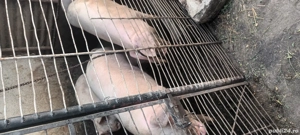 Porci de vânzare - imagine 2