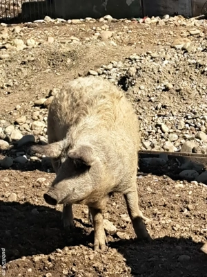 porci mangalita 14 lei kg