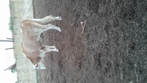 Vând vaci  - imagine 2 Vând vaci  - imagine 2