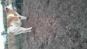 Vând vaci  - imagine 3 Vând vaci  - imagine 3