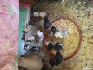 Closca cu 22 pui,rasa pitica americana - imagine 2