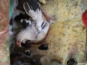 Closca cu 22 pui,rasa pitica americana