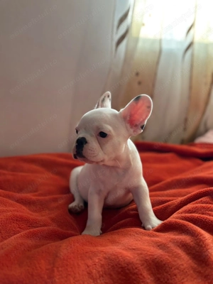 Mascul bulldog francez  - imagine 4