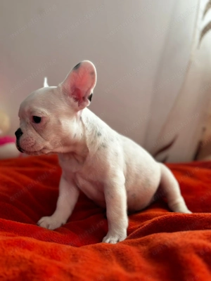 Mascul bulldog francez  - imagine 2