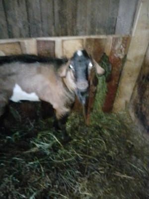 Vând țap anglonubian 