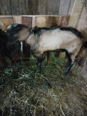 Vând țap anglonubian  - imagine 2 Vând țap anglonubian  - imagine 2