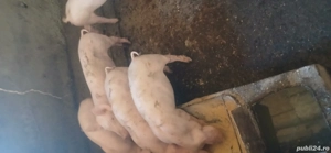 Purcei de vânzare  - imagine 3 Purcei de vânzare  - imagine 3