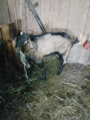 Vând țap anglonubian 
