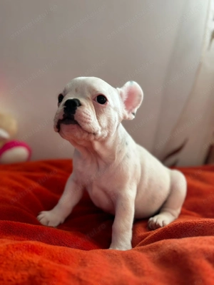 Pui bulldog francez