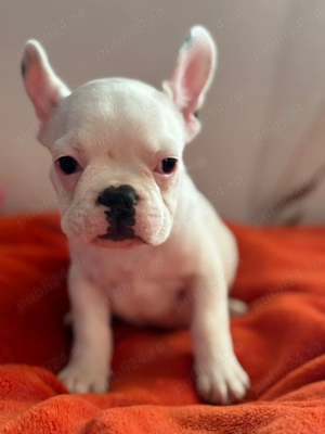 Mascul bulldog francez