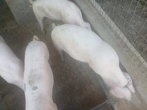 Porci landrace 70-100 kg