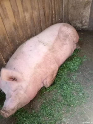 Porci de vanzare - imagine 2