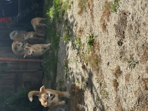 Vând puișori de Akita Inu