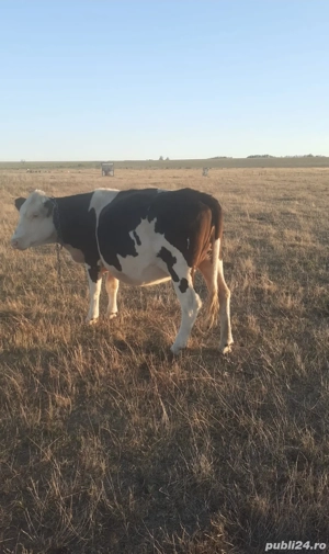 Vând Juninca  - imagine 3