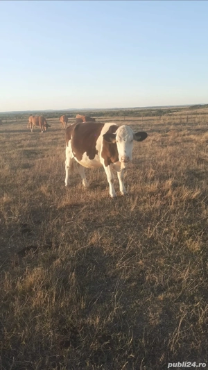 Vând Juninca  - imagine 4