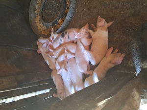 Purcei intarcati - imagine 3