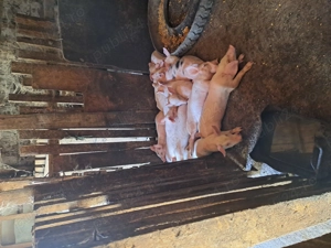 Purcei intarcati - imagine 2