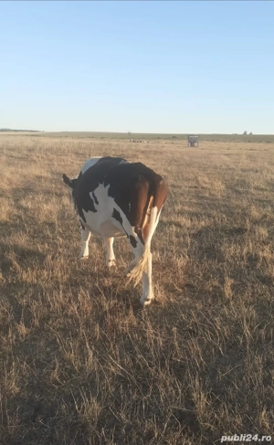 Vând Juninca  - imagine 2