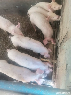 porci rasa duroc iasi - imagine 3