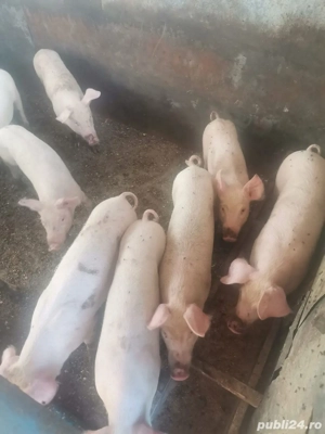 porci rasa duroc iasi - imagine 2
