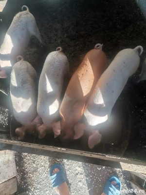 porci rasa duroc iasi - imagine 4