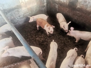 porci rasa duroc iasi