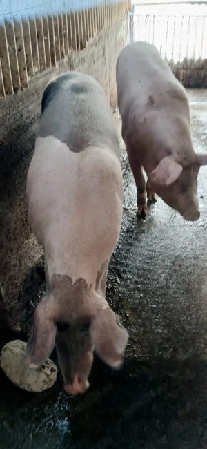 Porc de vanzare  - imagine 2