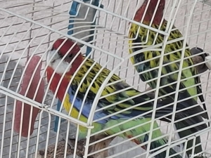 pasari exotice - imagine 2