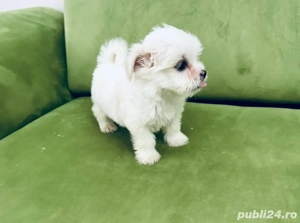 Bichon maltez toy - imagine 2