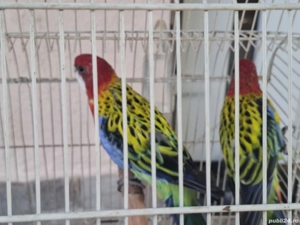 pasari exotice - imagine 4