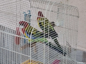 pasari exotice - imagine 3