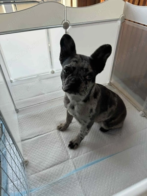 Vând mascul buldog francez merle.