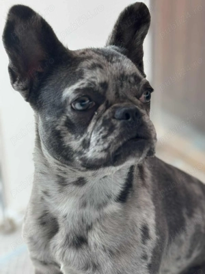 Vând mascul buldog francez merle. - imagine 2 Vând mascul buldog francez merle. - imagine 2