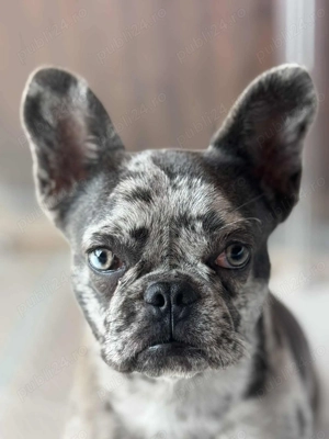 Vând mascul buldog francez merle. - imagine 3 Vând mascul buldog francez merle. - imagine 3
