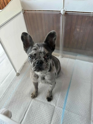 Vând mascul buldog francez merle. - imagine 5 Vând mascul buldog francez merle. - imagine 5