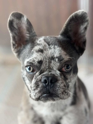 Vând mascul buldog francez merle. - imagine 6 Vând mascul buldog francez merle. - imagine 6