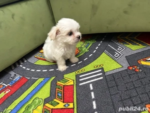 bichon maltez toy