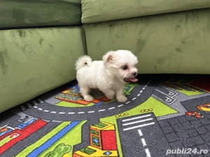 bichon maltez toy - imagine 2