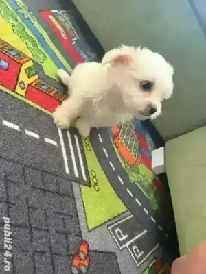 bichon maltez toy - imagine 3