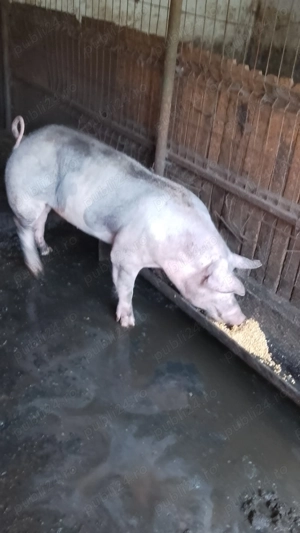 Purcea rasa pietran. .