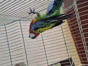 pasari exotice - imagine 5