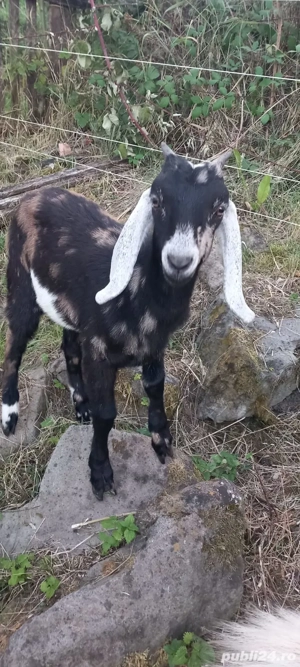 Tap anglo nubian - imagine 2