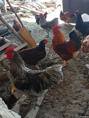 australorp cenusiu negru si splash