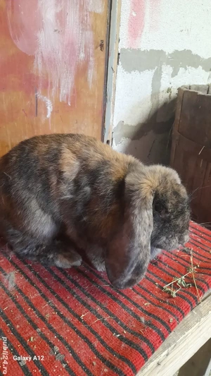 Femela gestanta berbec german - imagine 3