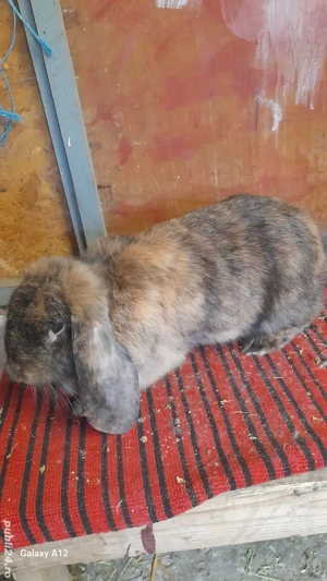 Femela gestanta berbec german - imagine 2